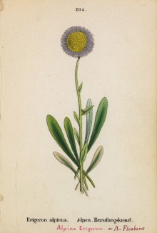 Мелколепестник альпийский (Erigeron alpinus (лат.)) (лист 204)