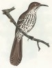 Рыжий кривоклювый пересмешник, Toxostoma longirostris (лат.). United States and Mexican Boundary Survey… Spencer F. Baird, Birds of the Boundary. л.XIV. Вашингтон, 1859 