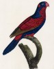 Попугайчик фиолетово-красный (лист 53 иллюстраций к первому тому Histoire naturelle des perroquets Франсуа Левальяна. Изображения попугаев из этой работы считаются одними из красивейших в истории. Париж. 1801 год)