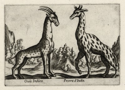 Pecora D'India (овца индийская (ит.)), а выглядит как жираф (лист из альбома Nova raccolta de li animali piu curiosi del mondo disegnati et intagliati da Antonio Tempesta... Рим. 1651 год)