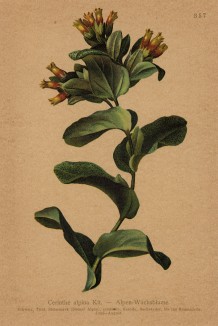 Воскоцветник альпийский (Cerinthe alpina (лат.)) (из Atlas der Alpenflora. Дрезден. 1897 год. Том IV. Лист 357)