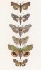 Некоторые бабочки родов Nonagria, Cucullia, Plusia, Ophiodes и Metoptira (лат.) (лист 73)