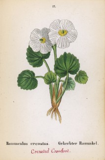 Лютик городчатый (Ranunculus crenatus (лат.)) (лист 17 известной работы Йозефа Карла Вебера "Растения Альп", изданной в Мюнхене в 1872 году)