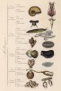 Классификация моллюсков (иллюстрация к работе Ахилла Конта Musée d'histoire naturelle, изданной в Париже в 1854 году)