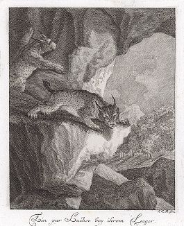 Рыси на скалах. Гравюра Иоганна Элиаса Ридингера из Entwurff Einiger Thiere ..., Аугсбург, 1740. 