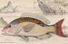 Луциан крапчатый, или проходной луциан (Mesoprion uninotatus (лат.)) (лист 24 XXIX тома "Библиотеки натуралиста" Вильяма Жардина, изданного в Эдинбурге в 1835 году