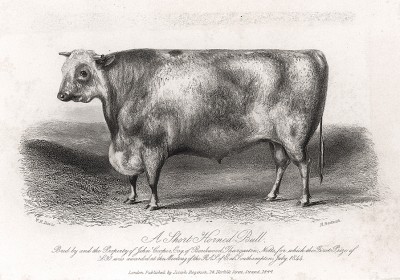 Короткорогий бык мистера Купера. Farmer's Magazin. Лондон, 1844