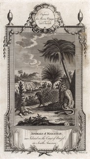 Животные острова Мараньян у берегов Бразилии. A New and Complete Collection of Voyages and Travels... Лондон, 1785