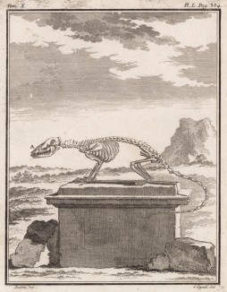 Скелет (лист L иллюстраций к десятому тому знаменитой "Естественной истории" графа де Бюффона, изданному в Париже в 1763 году)