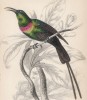 Нектарница красногрудая (Nectarinia Pulchella (лат.)) (лист 18 тома XVI "Библиотеки натуралиста" Вильяма Жардина, изданного в Эдинбурге в 1843 году)