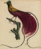 Красная райская птица (Paradisaea rubra (лат.)) (лист из альбома литографий "Галерея птиц... королевского сада", изданного в Париже в 1822 году)