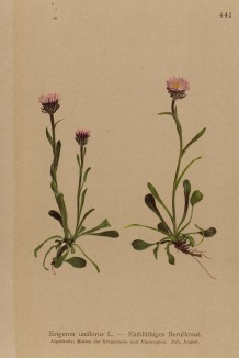 Мелколепестник одиночнокорзиночный, или одноцветковый (Erigeron uniflorus (лат.)) (из Atlas der Alpenflora. Дрезден. 1897 год. Том V. Лист 441)