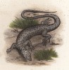 Ящерица Scapteria grammica (лат.) (из Naturgeschichte der Amphibien in ihren Sämmtlichen hauptformen. Вена. 1864 год)