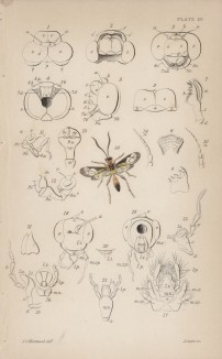 Органы зрения у насекомых (Insect organs (англ.)) (лист 6 XXXIV тома "Библиотеки натуралиста" Вильяма Жардина, изданного в Эдинбурге в 1843 году)