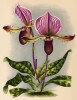 Орхидея CYPRIPEDIUM LAWRENCEANUM TRIEUANUM (лат.) (лист DLXXV Lindenia Iconographie des Orchidées - обширнейшей в истории иконографии орхидей. Брюссель, 1897)