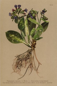 Медуница Стириака (Pulmonaria styriaca (лат.)) (из Atlas der Alpenflora. Дрезден. 1897 год. Том IV. Лист 355)