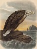 Орлан-белохвост в 1/4 натуральной величины (лист XLII красивой работы Оскара фон Ризенталя "Хищные птицы Германии...", изданной в Касселе в 1894 году)