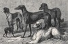 Семейство грейхаундов: итальянский, персидский, английский и сибирский грейхаунды, а также дирхаунд (из "Книги собак" Веро Шоу, изданной в Лондоне в 1881 году)
