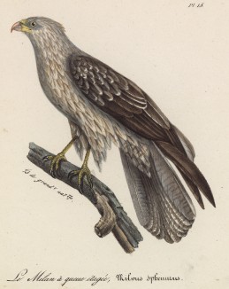 Коршун (лист из альбома литографий "Галерея птиц... королевского сада", изданного в Париже в 1822 году)