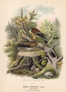 Степные пустельги в 1/3 натуральной величины (лист XXXII красивой работы Оскара фон Ризенталя "Хищные птицы Германии...", изданной в Касселе в 1894 году)