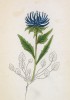 Кольник Зибера (Phyteuma Sieberi (лат.)) (лист 250 известной работы Йозефа Карла Вебера "Растения Альп", изданной в Мюнхене в 1872 году)