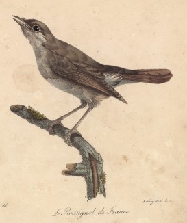 Французский соловей (лист из альбома литографий "Галерея птиц... королевского сада", изданного в Париже в 1822 году)