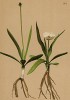 Лютик пиренейский (Ranunculus pyrenaeus (лат.)) (из Atlas der Alpenflora. Дрезден. 1897 год. Том II. Лист 132)