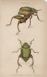 Жуки-скарабейники (1. Scarabaeus macropus 2. Chrysophora chrysochlora (лат.)) (лист 14 XXXV тома "Библиотеки натуралиста" Вильяма Жардина, изданного в Эдинбурге в 1843 году)
