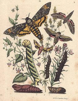 Бабочки-бражники. "Книга бабочек" Фридриха Берге, Штутгарт, 1870. 