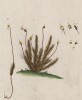 Кукушкин лён -- разные виды мхов из рода Polytrichum (лист 375 "Гербария" Элизабет Блеквелл, изданного в Нюрнберге в 1757 году)