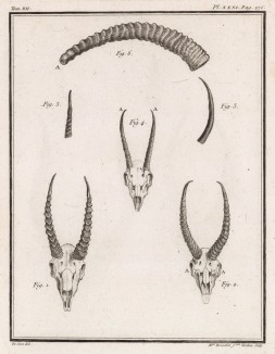 Рога козлов и баранов (лист XXXI иллюстраций к двенадцатому тому знаменитой "Естественной истории" графа де Бюффона, изданному в Париже в 1764 году)