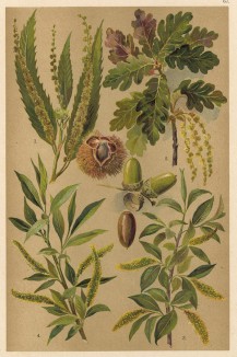 Каштан настоящий (Castanea vesca), дуб летний (Quercus pedunculata), чернотал (Salix pentandra), ива ломкая, или верба ломкая (Salix fragilis)