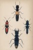 1. Стафилин 2. (1. Staphylinus erythrurus 2. Xantholinus fulgidus 3. Bolitobius atricapillus 4. Zirophorus exaratus (лат.)) (лист 5 XXXV тома "Библиотеки натуралиста" Вильяма Жардина, изданного в Эдинбурге в 1843 году)