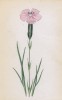 Гвоздика лесная (Dyanthus sylvestris (лат.)) (лист 85 известной работы Йозефа Карла Вебера "Растения Альп", изданной в Мюнхене в 1872 году)
