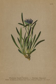 Кольник низкорослый (Phyteuma humile (лат.)) (из Atlas der Alpenflora. Дрезден. 1897 год. Том V. Лист 433)