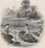 Титульный лист XXXIX тома "Библиотеки натуралиста" Вильяма Жардина, изданного в Эдинбурге в 1860 году и посвященного Роберту Шомбургку (на миниатюре изображены сцены туземной жизни)