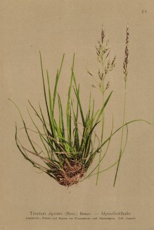 Трищетинник альпийский ( Trisetum alpestre (лат.)) (из Atlas der Alpenflora. Дрезден. 1897 год. Том I. Лист 20)