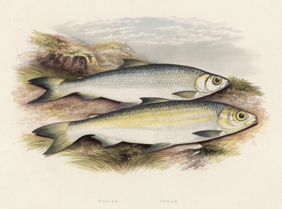 Cиг & ряпушка (иллюстрация к "Пресноводным рыбам Британии" -- одной из красивейших работ 70-х гг. XIX века, выполненных в технике хромолитографии)
