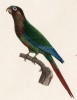 Попугайчик волнистый (лист 16 иллюстраций к первому тому Histoire naturelle des perroquets Франсуа Левальяна. Изображения попугаев из этой работы считаются одними из красивейших в истории. Париж. 1801 год)