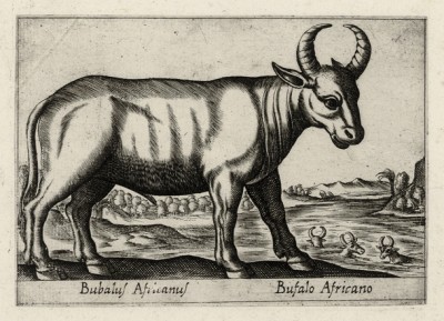 Африканский буйвол (лист из альбома Nova raccolta de li animali piu curiosi del mondo disegnati et intagliati da Antonio Tempesta... Рим. 1651 год)