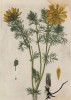 Горецвет, или стародубка (Helleborus (лат.)) (лист 504 "Гербария" Элизабет Блеквелл, изданного в Нюрнберге в 1760 году)