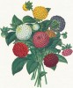 Георгины разных сортов (англ. Liliputian or bouquet dahlias (Goldfinch, Crimson Beauty, Little Mistress, Dr. Webb, Little Prince, Child of Faith). Из альбома Fruits and Flowers. Лондон, 1955