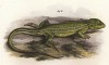 Ящерица Acanhtus Tejou (лат.) (из Naturgeschichte der Amphibien in ihren Sämmtlichen hauptformen. Вена. 1864 год)