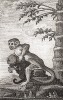 Саймири, или беличья обезьяна (лист CCLXXXVIII)