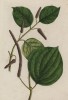 Перец длинный (Piper longum (лат.)), также именуемый индонезийским длинным перцем — тропическое растение, его плоды — пряность (лист 356 "Гербария" Элизабет Блеквелл, изданного в Нюрнберге в 1757 году)