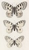 Бабочки рода Parnassius 1.Аполлон (Apollo), 2.Феб (Phaebus) и 3.Мнемозина (Mnemosyne (лат.)) (лист 15)