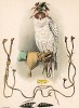 Сокол и снаряжение для соколиной охоты (лист XXVI красивой работы Оскара фон Ризенталя "Хищные птицы Германии...", изданной в Касселе в 1894 году)