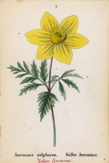 Ветреница, или анемона сульфуреа (серная) (Anemone sulphurea (лат.)) (лист 7 известной работы Йозефа Карла Вебера "Растения Альп", изданной в Мюнхене в 1872 году)
