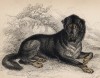 Тибетский мастиф (Mastiff of Tibet (англ.)) -- одна из древнейших пород на планете (лист 19 тома V "Библиотеки натуралиста" Вильяма Жардина, изданного в Эдинбурге в 1840 году)
