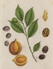 Мускатный орех, или мускатное дерево (Myristica fragrans Houtt. (лат.)), из семейства миртовые. Центром происхождения мускатного дерева считают Молуккские острова (лист 353 "Гербария" Элизабет Блеквелл, изданного в Нюрнберге в 1757 году)